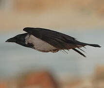 Hooded Crow