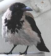 Hooded Crow