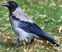 Hooded Crow