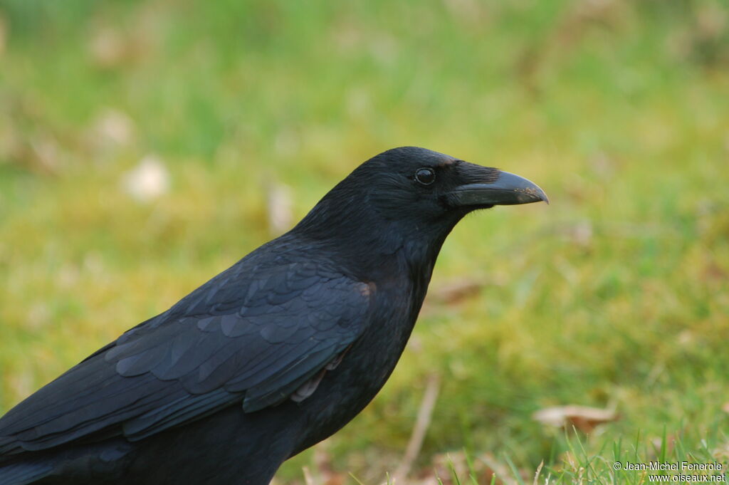 Corneille noire