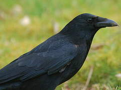 Carrion Crow