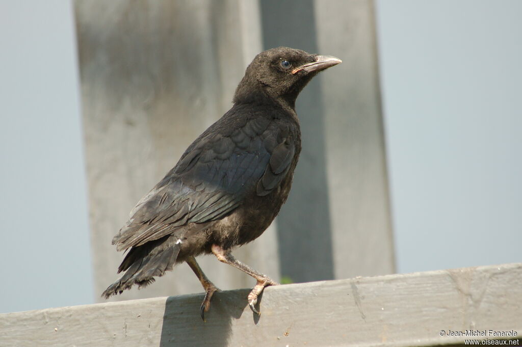 Carrion Crowjuvenile