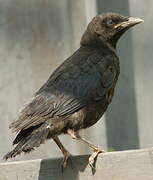 Carrion Crow