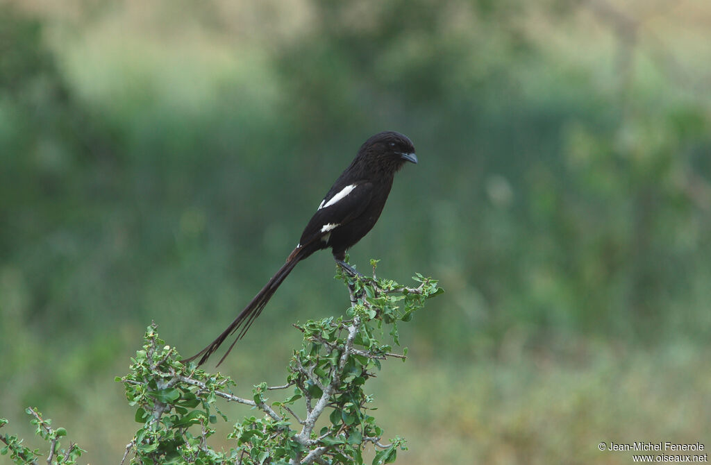 Magpie Shrikeadult