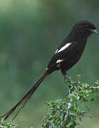 Magpie Shrike