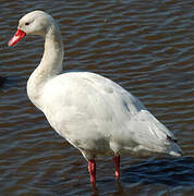 Coscoroba Swan