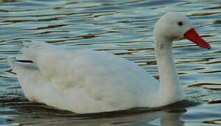 Coscoroba Swan