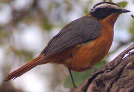 White-browed Robin-Chat