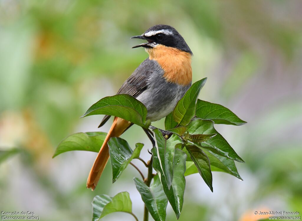 Cape Robin-Chat