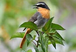 Cape Robin-Chat