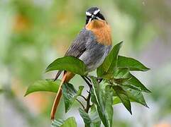 Cape Robin-Chat