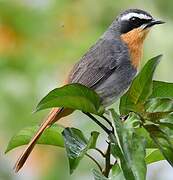 Cape Robin-Chat