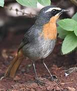 Cape Robin-Chat