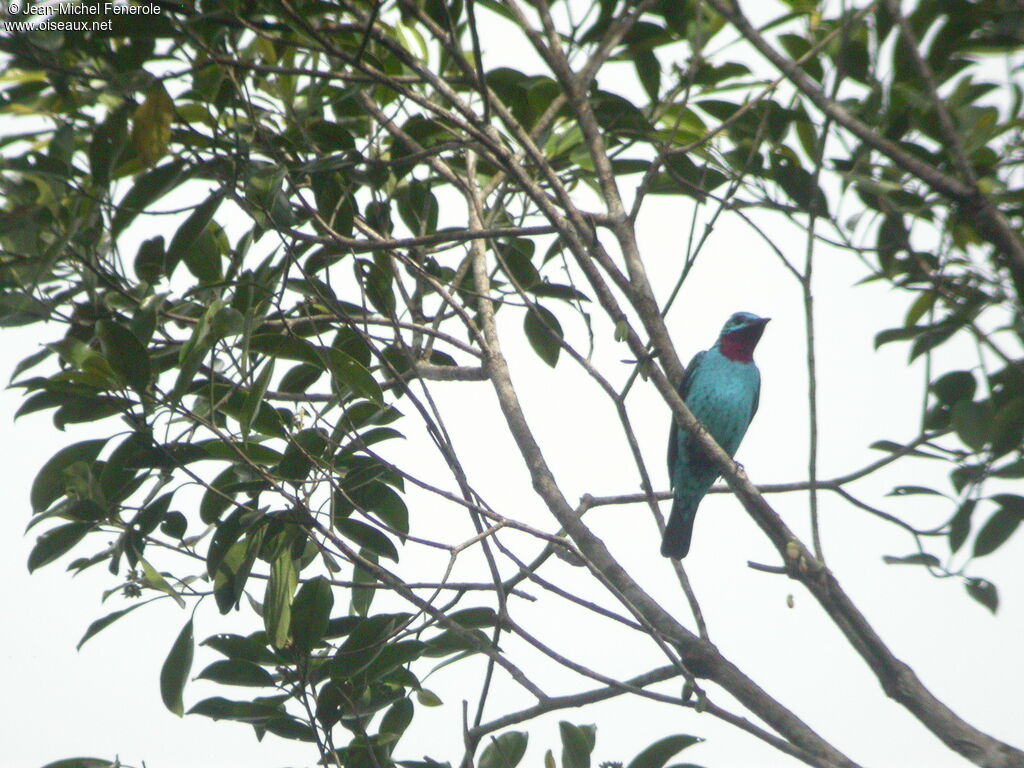 Spangled Cotinga