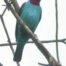 Cotinga de Cayenne