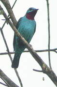 Spangled Cotinga