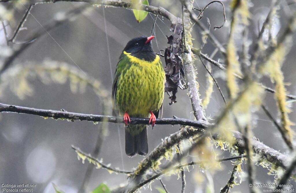 Cotinga vert et noir