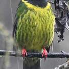 Cotinga vert et noir