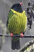 Green-and-black Fruiteater