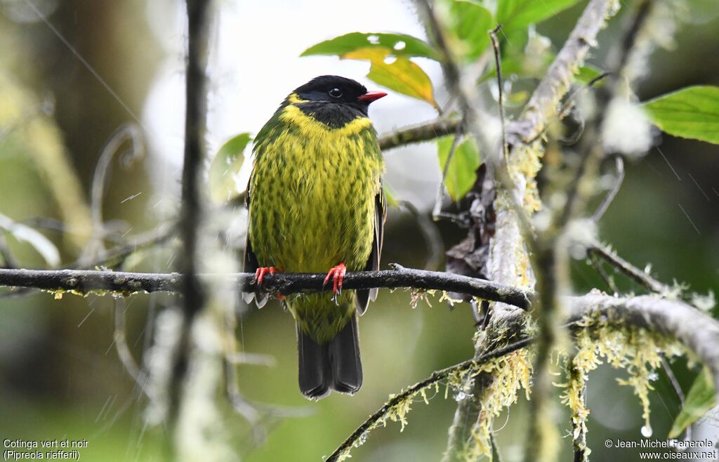 Cotinga vert et noir