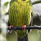 Cotinga vert et noir
