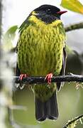 Green-and-black Fruiteater