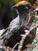 Red-fronted Coua