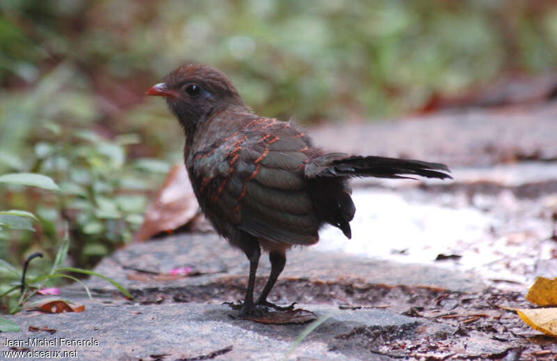 Red-fronted Couajuvenile