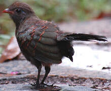 Red-fronted Coua