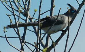 Verreaux's Coua