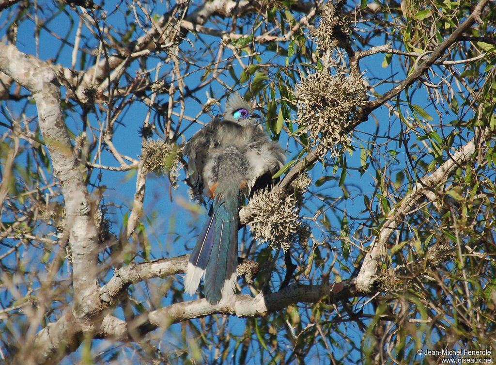 Coua huppéadulte