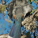 Coua huppé