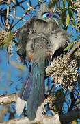 Crested Coua