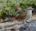 Coucal à sourcils blancs