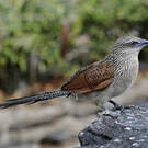 Coucal à sourcils blancs