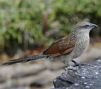 White-browed Coucal