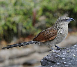 Coucal à sourcils blancs