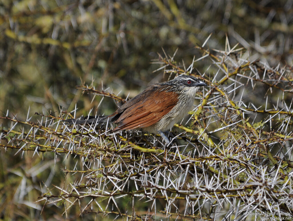 White-browed Coucal