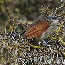 Coucal à sourcils blancs