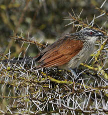 Coucal à sourcils blancs