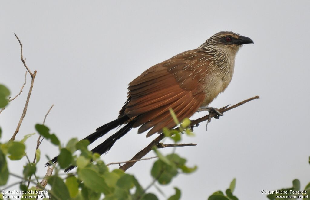 Coucal à sourcils blancs