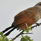 Coucal à sourcils blancs
