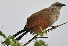 Coucal à sourcils blancs