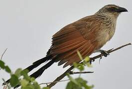 White-browed Coucal