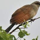 Coucal à sourcils blancs