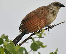 Coucal à sourcils blancs