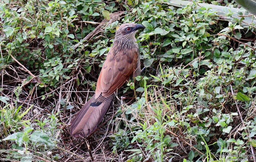 White-browed Coucal