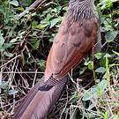 Coucal à sourcils blancs