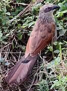 White-browed Coucal