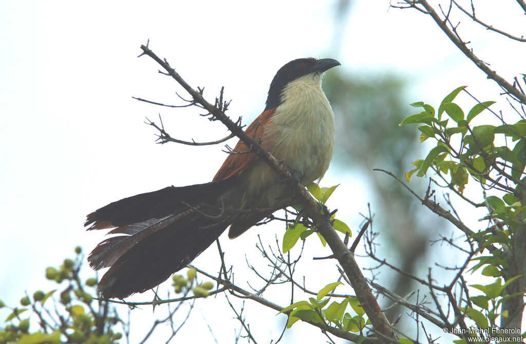 Coucal de Burchell